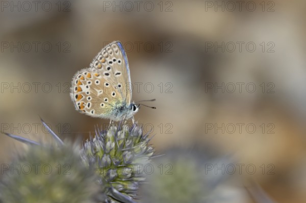 Common blue butterfly (Polyommatus icarus) adult insect feeding on a Sea holly flower in summer, RSPB Minsmere nature reserve, Suffolk, England, United Kingdom