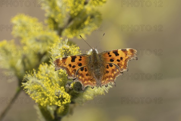 Comma butterfly (Polygonia c-album) adult insect feeding on Goat or Pussy willow (Salix caprea) catkins in spring, Herefordshire, England, United Kingdom
