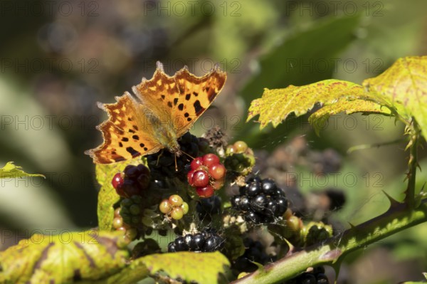 Comma butterfly (Polygonia c-album) adult insect feeding on blackberries fruit in summer, Suffolk, England, United Kingdom