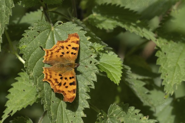 Comma butterfly (Polygonia c-album) adult insect on Stinging nettle leaves in summer, England, United Kingdom