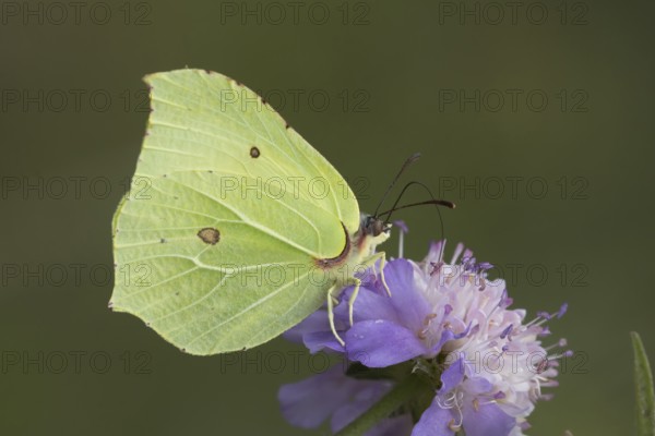 Brimstone butterfly (Gonepteryx rhamni) adult male insect feeding on a Field scabious flower in summer, Suffolk, England, United Kingdom