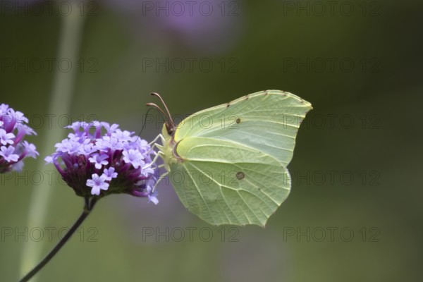 Brimstone butterfly (Gonepteryx rhamni) adult insect feeding on a garden Verbena flower in summer, Suffolk, England, United Kingdom
