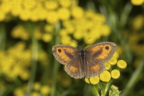 Gatekeeper butterfly (Pyronia tithonus) adult insect feeding on garden Tansy herb flowers in summer, England, United Kingdom