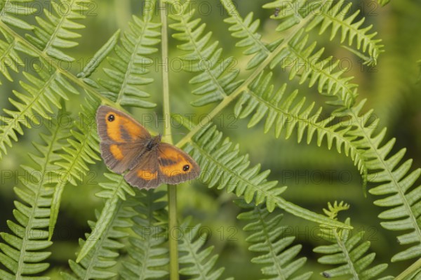 Gatekeeper butterfly (Pyronia tithonus) adult insect resting on a Bracken frond leaf in summer, England, United Kingdom
