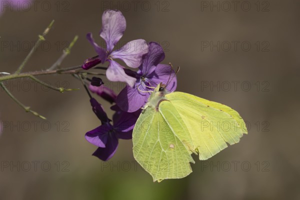 Brimstone butterfly (Gonepteryx rhamni) adult male insect feeding on a Honesty (Lunaria annua) flower in spring, Norfolk, England, United Kingdom