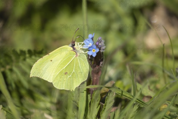 Brimstone butterfly (Gonepteryx rhamni) adult male insect feeding on a Forget-me-not flower in spring, Norfolk, England, United Kingdom