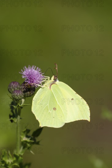 Brimstone butterfly (Gonepteryx rhamni) adult male insect feeding on a Creeping thistle flower in summer, Suffolk, England, United Kingdom
