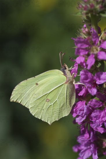 Brimstone butterfly (Gonepteryx rhamni) adult male insect feeding on a Purple loosestrife flower in summer, Suffolk, England, United Kingdom