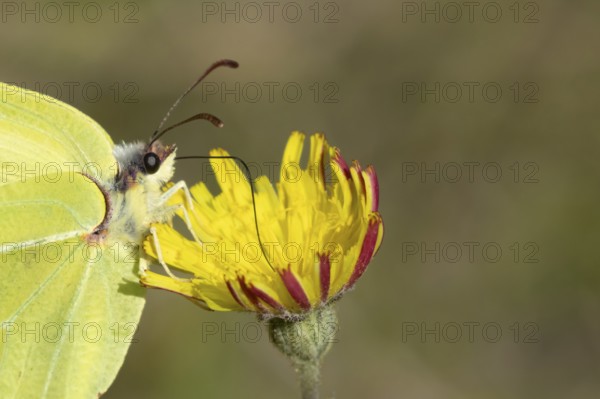 Brimstone butterfly (Gonepteryx rhamni) adult male insect feeding on a Hawksbit flower in spring, Suffolk, England, United Kingdom