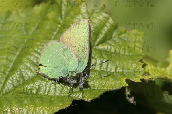 Green hairstreak butterfly (Callophrys rubi) adult insect on a tree leaf in spring, Suffolk, England, United Kingdom
