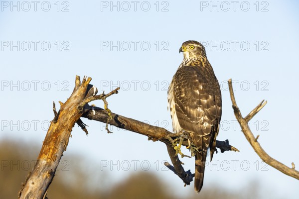 Goshawk (Accipiter gentilis) juv Germany