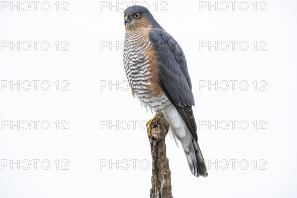 Sparrowhawk (Accipiter nisus) Terzel Germany