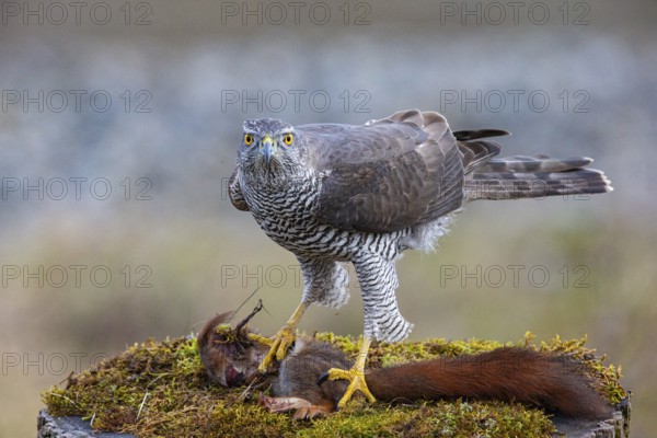 Goshawk (Accipiter gentilis) beheading squirrels Germany