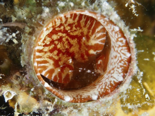 Detailed view of the red-bordered opening of a giant worm snail (Thylacodes arenarius), worm snail, with fine white patterns. Dive site House Reef, Stoja, Pula, Croatia, Mediterranean Sea