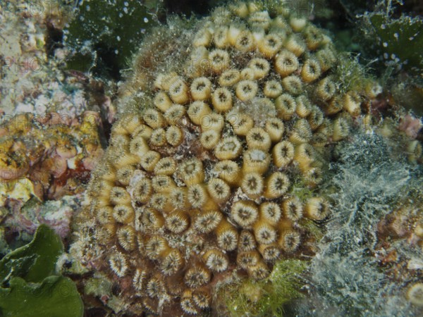 Dense, yellow lawn coral with green algae and small marine animals in between. Muzil Dive Site, Stoja, Pula, Croatia, Mediterranean