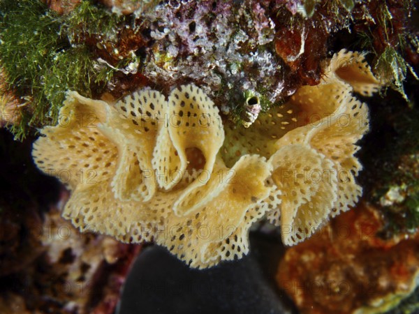 Yellow, holey Neptune veil (Reteporella grimaldii) (Reteporella septentrionalis) between colourful sea sponges and green algae. Dive site House Reef, Stoja, Pula, Croatia, Mediterranean Sea