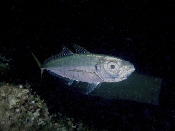 A single fish, a Mediterranean bearded mackerel (Trachurus mediterraneus), swims in the dark water, illuminated by dim light. Dive site House Reef, Stoja, Pula, Croatia, Mediterranean Sea