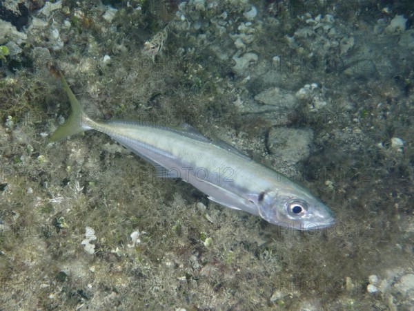 A single fish, the Mediterranean mackerel (Trachurus mediterraneus), swims on the seabed, surrounded by natural vegetation and algae. Dive site House Reef, Stoja, Pula, Croatia, Mediterranean Sea