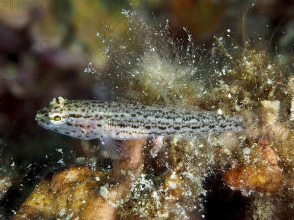 Small spotted fish, Sarato's goby (Gobius fallax), among algae and marine growth. Dive site House Reef, Stoja, Pula, Croatia, Mediterranean Sea