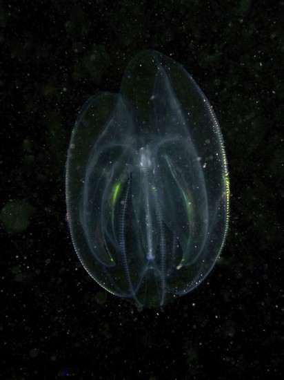 A transparent ribbed jellyfish, sea walnut (Mnemiopsis leidyi) shimmers in the dark water with fine light reflections. Dive site House Reef, Stoja, Pula, Croatia, Mediterranean Sea