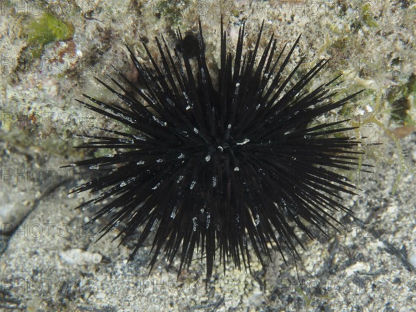 Arbacia lixula with long spines on the seabed. Dive site House Reef, Stoja, Pula, Croatia, Mediterranean Sea