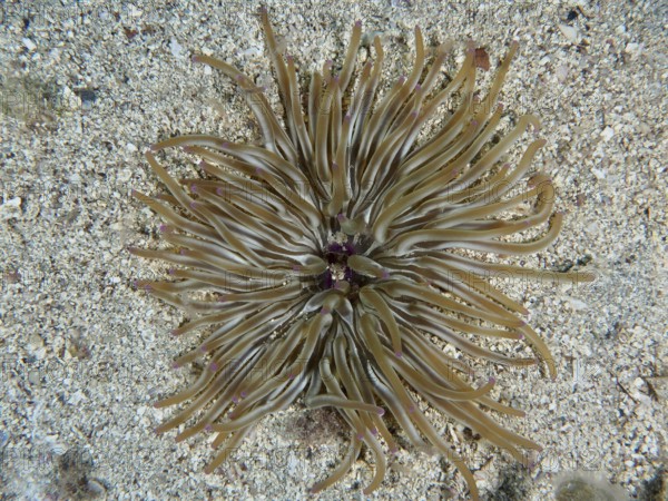 Brown sand gold rose (Condylactis aurantiaca) with long tentacles on a sandy seabed. Dive site House Reef, Stoja, Pula, Croatia, Mediterranean Sea