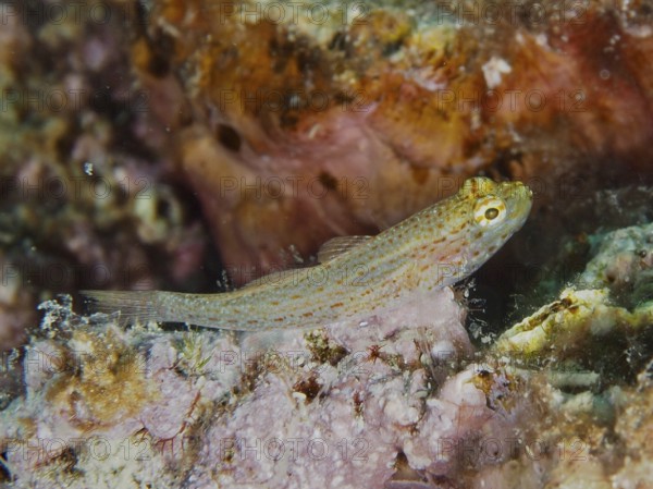 Small spotted fish, Sarato's goby (Gobius fallax), in a reef. Dive site House Reef, Stoja, Pula, Croatia, Mediterranean Sea
