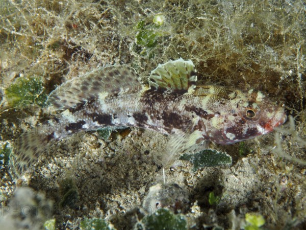Well camouflaged fish, redmouth goby (Gobius cruentatus), lies on the sandy seabed. Dive site House Reef, Stoja, Pula, Croatia, Mediterranean Sea