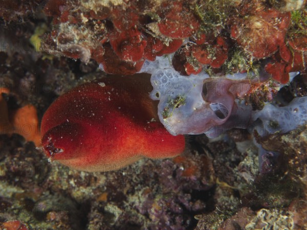 Vividly coloured red sea squirt (Halocyntia papillosa) in red and sea sponge in blue in a reef. Dive site Muzil, Stoja, Pula, Croatia, Mediterranean Sea