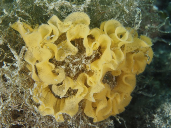 Curved yellow spawn of red-brown leatherback snail (Platydoris argo) . Dive site Muzil, Stoja, Pula, Croatia, Mediterranean Sea