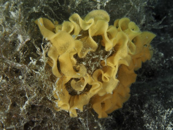 Spawn of red-brown leatherback (Platydoris argo) . Dive site Muzil, Stoja, Pula, Croatia, Mediterranean Sea