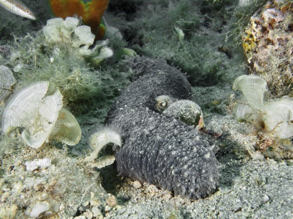 An Orange-footed sea cucumber (Holothuria tubulosa) lies between algae and grey stones. Dive site House reef, Stoja, Pula, Croatia, Mediterranean Sea