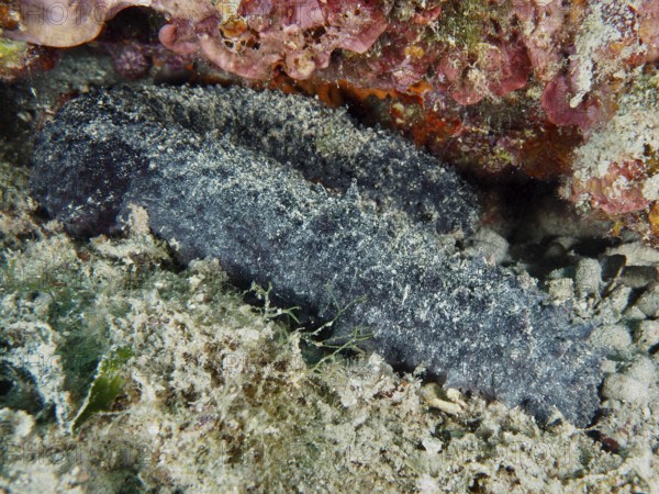 A dark sea cucumber, tubular sea cucumber (Holothuria tubulosa), rests partially hidden between coloured algae. Dive site House Reef, Stoja, Pula, Croatia, Mediterranean Sea