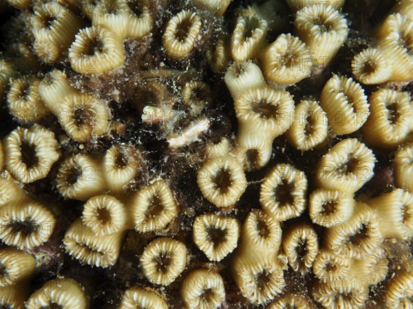 Close-up of yellow grass coral (Cladocora caespitosa) with ring-shaped structures and small algae. Dive site Muzil, Stoja, Pula, Croatia, Mediterranean Sea