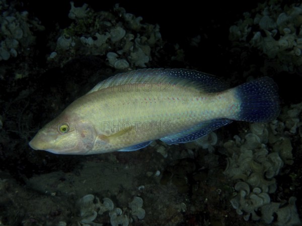 A bluish shimmering peacock wrasse (Symphodus tinca) swims near the seabed at night. Dive site House Reef, Stoja, Pula, Croatia, Mediterranean Sea