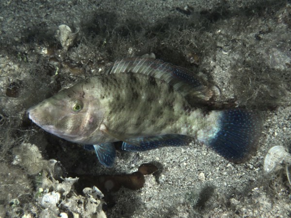 A peacock wrasse (Symphodus tinca) lies on the sandy seabed, surrounded by algae. Dive site House Reef, Stoja, Pula, Croatia, Mediterranean Sea