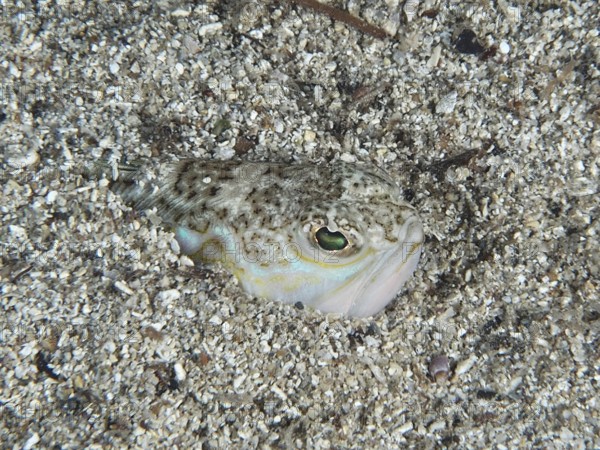 The head of a Trachinus draco, a venomous animal, peers out of the sand, ideally camouflaged on the seabed. Dive site House Reef, Stoja, Pula, Croatia, Mediterranean Sea