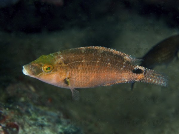 A brown-green Mediterranean wrasse (Symphodus mediterraneus) swims alone at depth above the seabed. Dive site House Reef, Stoja, Pula, Croatia, Mediterranean Sea