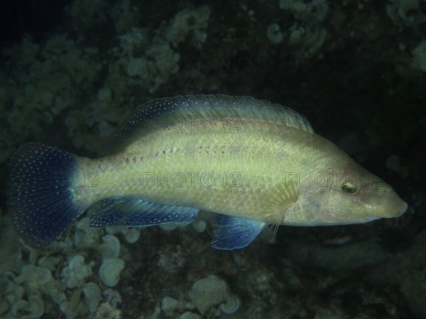 A yellowish fish with light blue fins, peacock wrasse (Symphodus tinca), swims through dark sea depths. Dive site House Reef, Stoja, Pula, Croatia, Mediterranean Sea