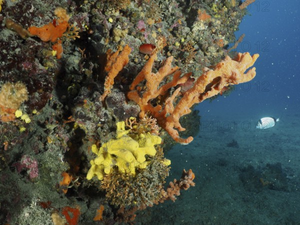 Colourful sea sponges in orange Mediterranean antler sponge (Axinella cannabina), antler sponge, and yellow extend from a reef into the open blue water. Dive site Fraskeric, Stoja, Pula, Croatia, Mediterranean Sea