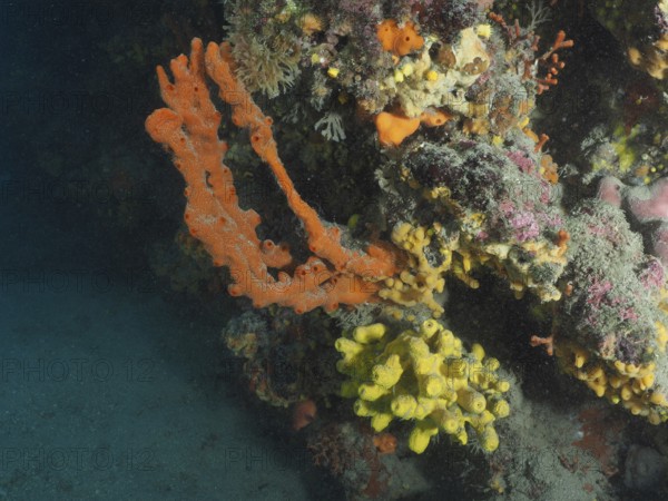 A bright mixture of orange and yellow sea sponges, Mediterranean antler sponge (Axinella cannabina), forms a lively underwater landscape. Dive site Fraskeric, Stoja, Pula, Croatia, Mediterranean Sea