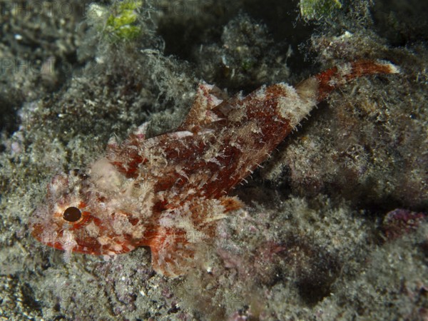A reddish-brown fish, Mediterranean scorpionfish (Scorpaena scrofa), is well camouflaged on the seabed among algae and corals. Dive site House Reef, Stoja, Pula, Croatia, Mediterranean Sea