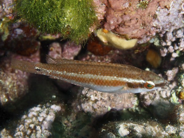 A colourful fish, Coris julis, swims near the seabed, surrounded by corals and algae. Dive site Muzil, Stoja, Pula, Croatia, Mediterranean Sea