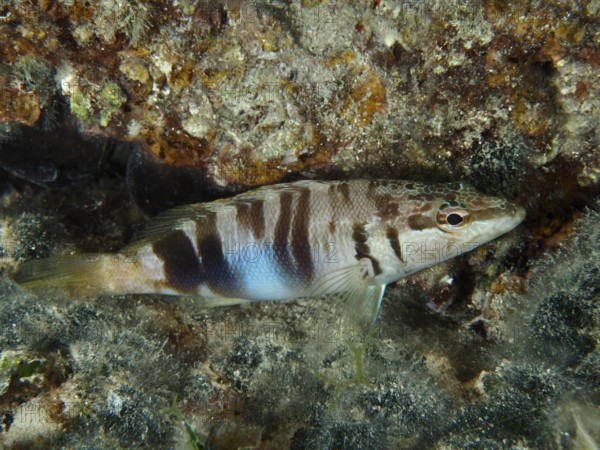 Scorpionfish (Serranus scriba) well camouflaged in a densely overgrown reef. Dive site House Reef, Stoja, Pula, Croatia, Mediterranean Sea