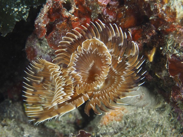 Brown feather worm with spiral tentacles, screw table (Sabella spallanzanii), in coral reef. Dive site Muzil, Stoja, Pula, Croatia, Mediterranean Sea