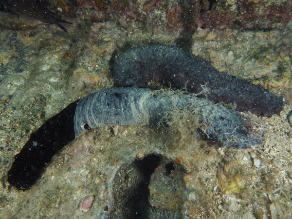 Two dark-coloured sea cucumbers, tubular sea cucumbers (Holothuria tubulosa) lie on the rocky seabed, partly covered. Dive site House Reef, Stoja, Pula, Croatia, Mediterranean Sea