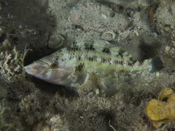A camouflaged peacock wrasse (Symphodus tinca) lies on the sandy bottom and barely stands out from the background. Dive site House reef, Stoja, Pula, Croatia, Mediterranean Sea