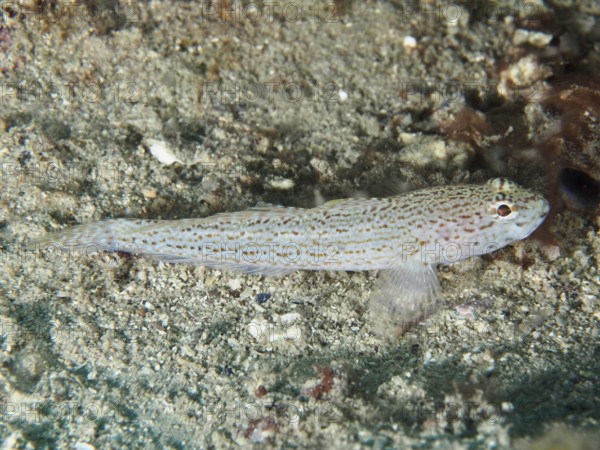 Small spotted fish, Sarato's goby (Gobius fallax), resting motionless on a sandy bottom. Dive site House Reef, Stoja, Pula, Croatia, Mediterranean Sea