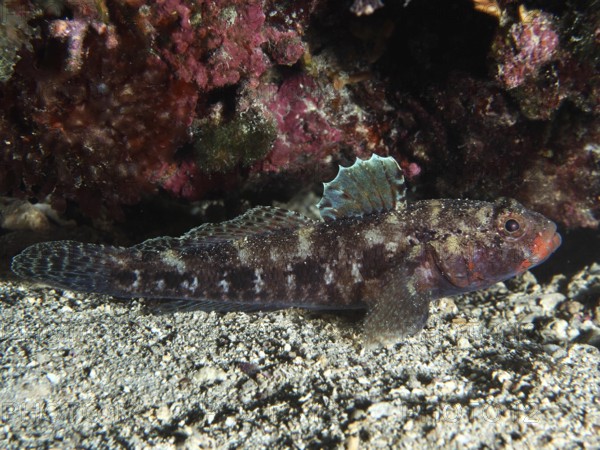 Fish with colourful fins, redmouth goby (Gobius cruentatus), resting near a reef wall. Dive site House Reef, Stoja, Pula, Croatia, Mediterranean Sea
