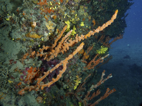 A strong contrast of colourful Mediterranean antler sponge (Axinella cannabina), antler sponge, and deep blue water in the background. Dive site Fraskeric, Stoja, Pula, Croatia, Mediterranean Sea